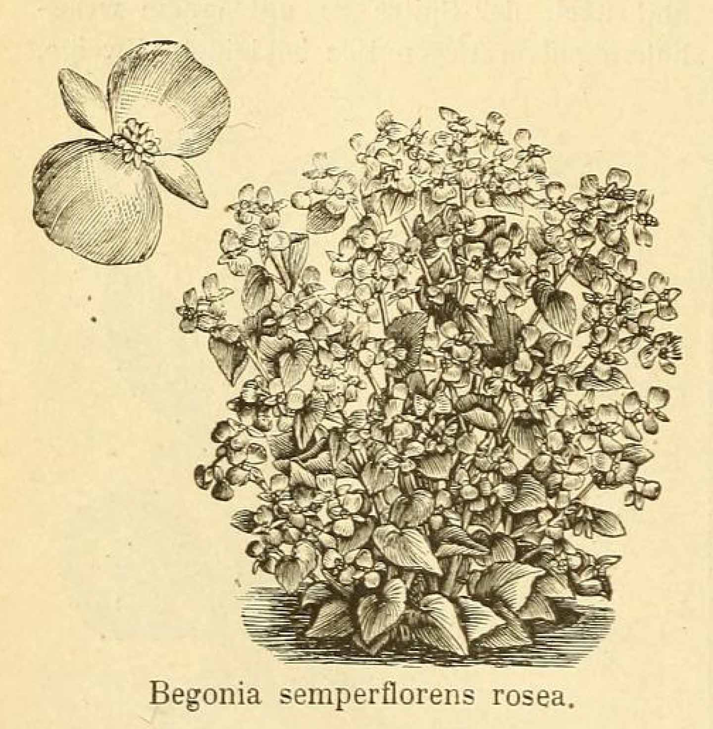 B. ‘Semperflorens Rosea’